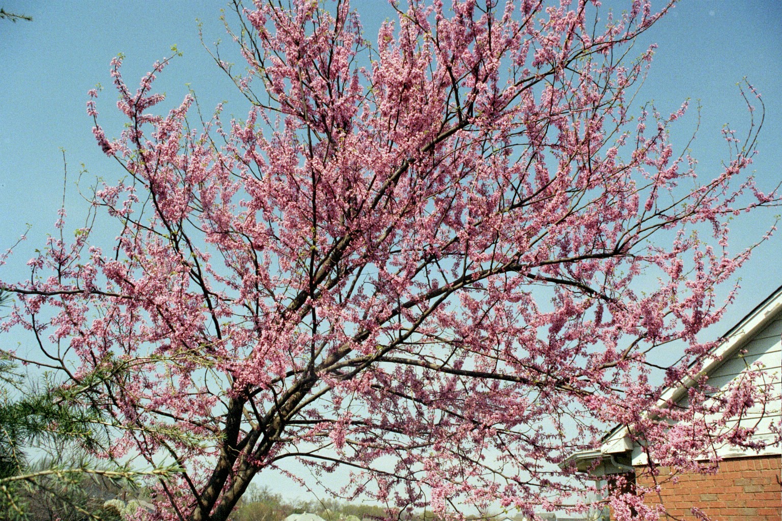An eastern redbud tree in bloom near a home